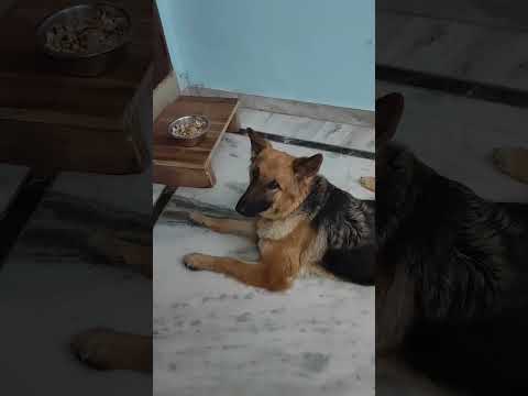 #lucy #attack #eggs #viral #trending #germanshepherd #cute #gsd #loyal #command #gsdpuppy #ytshorts