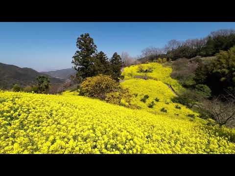 犬寄峠の黄色い丘