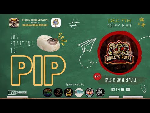 Just Starting To PIP  - Ep 7 - Baileys Royal Beauties 12/07/24