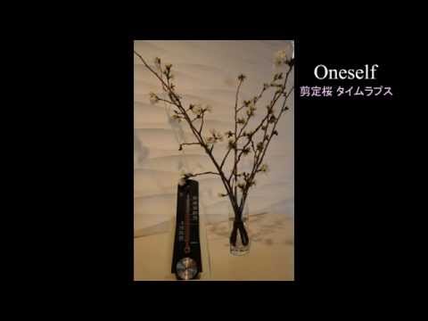 剪定桜が咲くまでのタイムラプスムービー｜Oneself