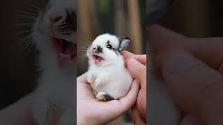 Squeaky Little Bunny 🐰 Part 2 #cuterabbit #cuteanimal #cutepet #bunny #babybunny