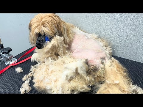 MATTED Havanese WITH PUPPIES