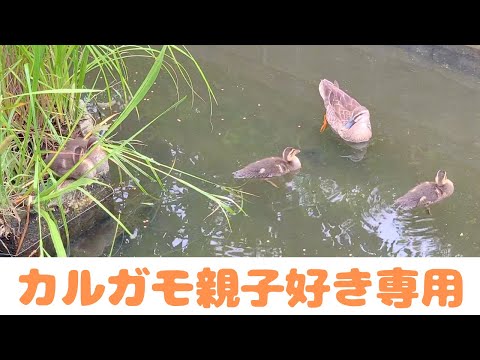 【癒し】カルガモ親子見てるだけ