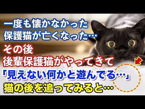 【不思議な話】心を通わすことができずにお別れした先代保護猫。しばらく、猫を預かる活動を休止しようと思っていたある日、突然現れた猫の姿と行動に驚愕する事に…。「あれこれって？」【朗読】【猫】【感動】