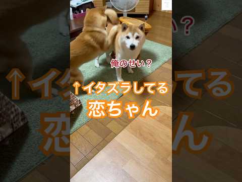 イタズラする弟&無視する兄‼️柴犬の兄弟と母ちゃんが面白い🤣　#柴犬 #犬　#おもしろ #犬のいる暮らし #子犬