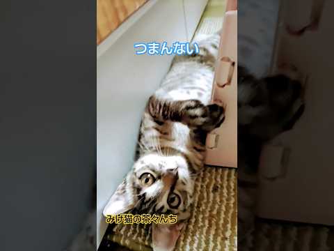 だれか遊んで！猫　#保護猫#cutecat #cat #サバトラ