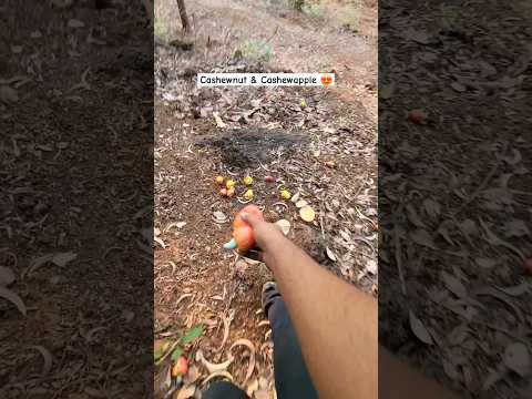 Cashewnut & Cashewapple harvesting in Konkan #cashewnut #Cashewapple #konkan #dapoli