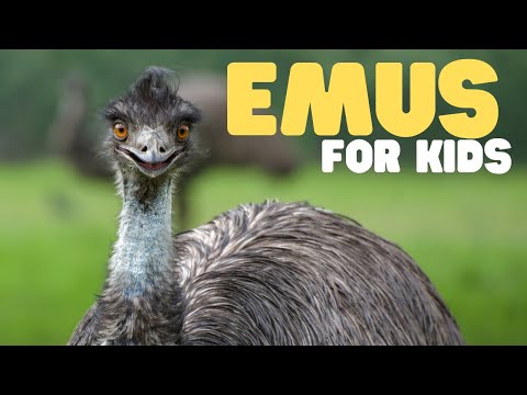 Emus for Kids | Learn all about these Australian birds