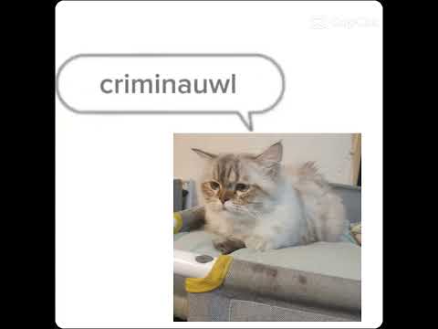 He's a criminal 😭🙏 #cat #meme #criminal