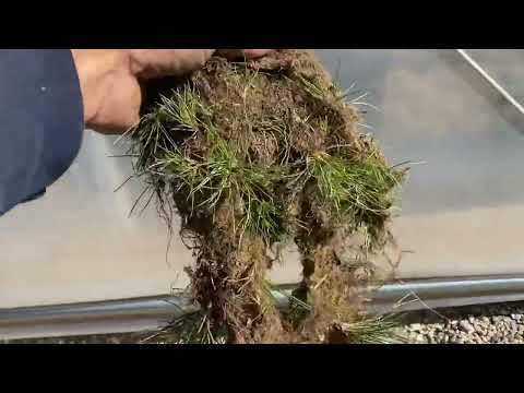 Weeds vs. Landscape Fabric