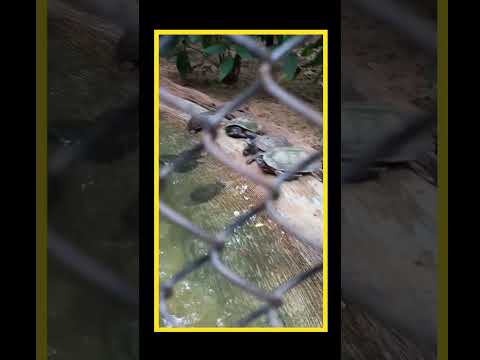 #turtle #mysorezoo #zoo #turtoise #induthoughts #viralvideo #vlogs #shorts #viralshorts #dailyvlogs