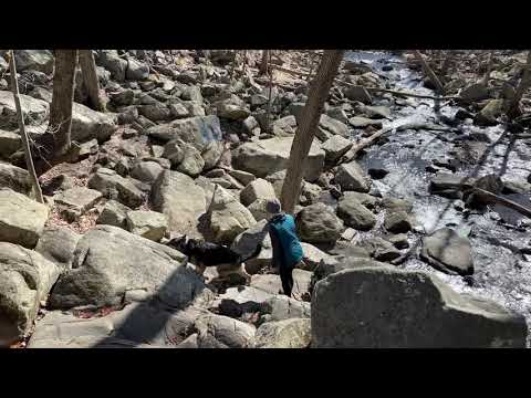 1st day of Spring 2021 German Shepherd Hiking Vanessa showing our dog the way down + catching a dog