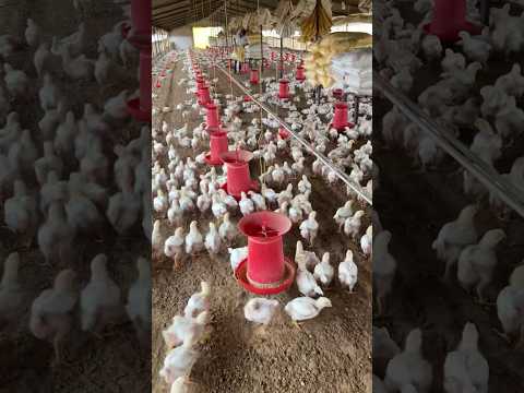 poultry farm #farming #poultry #chicken #poultryfarming #trendingvideo #poultaryfarm  #poultryfood