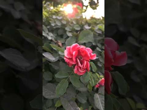 Flower Bloom with Calming Piano Music 🌸🎹