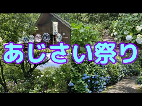 【2024生駒山あじさい祭り】 登らないとたどり着けない山中の巨大あじさい園