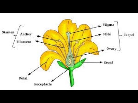 Biology reproduction part 2 | Paramecium |  Spirogyra