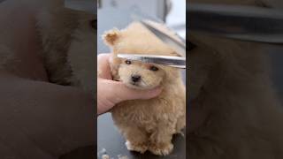 こんなに小さい子犬を羊さんカットするよ/ Sheep-inspired haircut! #shots