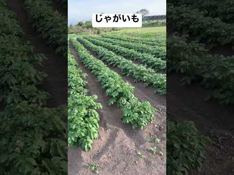 5月　じゃがいもの様子