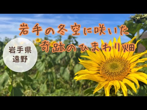 【岩手県遠野市】11月。岩手の冬空に季節外れのヒマワリが咲きました！