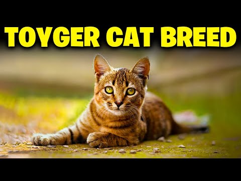 Toyger Cat Breed 101- Everything You Need To Know