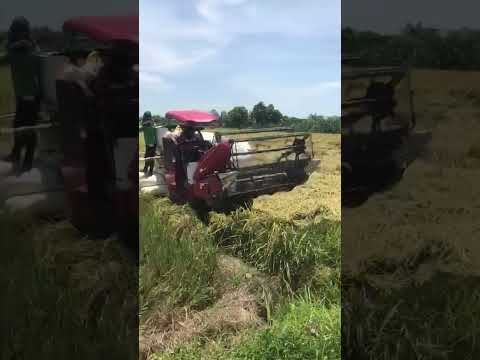 Harvesting rice made it easy w/ mechanical harvester in the Philippines #riceharvester  #ricefield