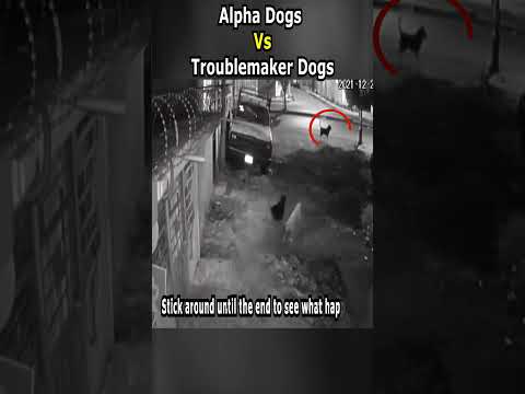 Alpha Dogs Vs Troublemaker Dogs