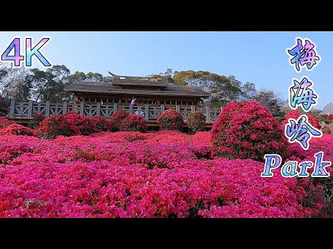 Bougainvillea Park|梅海岭三角梅公园