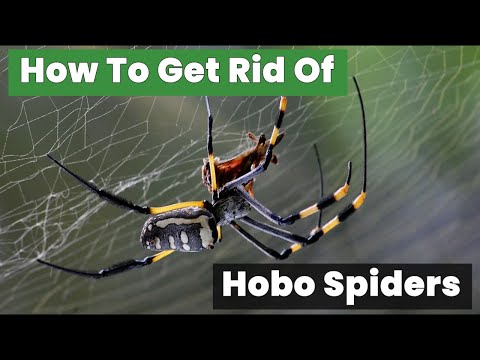 The Surprising Truth About Hobo Spiders Nobody Tells You