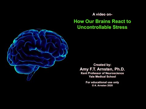 The Brain's Response to Stress - How Our Brains May Be Altered During the COVID-19 Pandemic