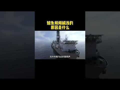 鲸鱼到底为什么频频搁浅？科普 涨知识 保护海洋#shorts