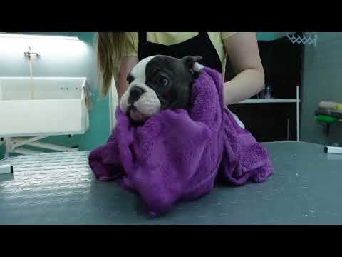 Funny Frenchy Bulldog - Puppy - Grooming, Deshedding, Cleaning Ears and Wrinkles @ManWithTheDogs