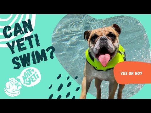 Can English Bulldogs Swim?