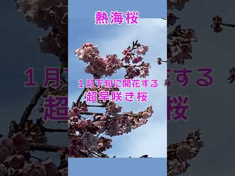 春の訪れ　梅・桜・メジロの饗宴