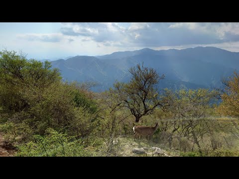 大山詣り 山頂で神鹿と遭遇 20220503 北緯35度22分レイライン【中道】