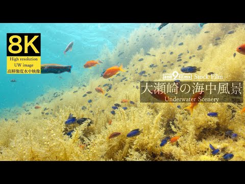 【8K 水中映像】大瀬崎の海中風景 / Underwater scenery / Osezaki Izu peninsula Shizuoka