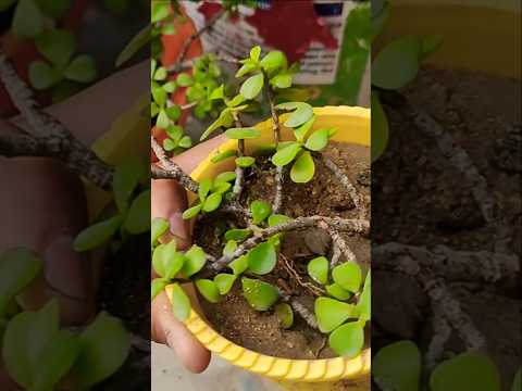 Jade plant cutting | #jadeplantcare #jade #jadeplant #gardening #viralshort #cutting #shorts