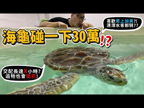 【從零開始養】海龜碰一下30萬!!喜歡男上加男?交配長達X小時?連潛水客都騎?追牠居然也開罰?海龜會吃毒水母?那吃海龜會中毒嗎?【許伯簡芝】綠蠵龜!