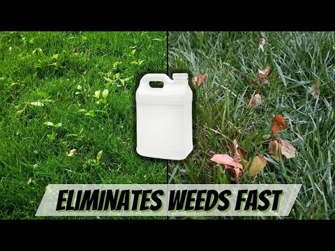 3 Weed Killers To Use RIGHT NOW In Your Lawn