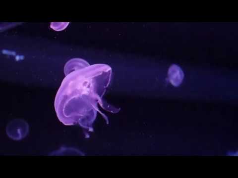 Medusas jellyfish vida marina acuario Oceanic life aquarium