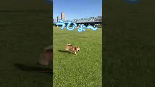 柴犬の「とん」と申すワン！みんなチャンネル登録してほしいワン！　#柴犬