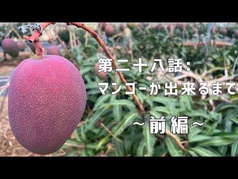 【第二十八話】マンゴー栽培ってこんなに手がかかるの！？ 〜 前編 〜