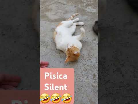 pisica silent #silent #short #cat ♥️♥️♥️♥️♥️♥️♥️♥️♥️♥️♥️♥️♥️♥️♥️♥️♥️