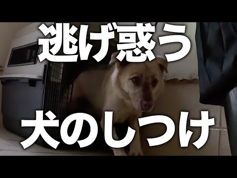 【しつけ】野犬が普通に暮らせるトレーニングのやり方とは...