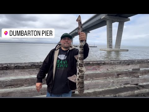 Fishing Dumbarton Pier! Fremont, California. #dumbarton #shark #bayarea #pennfishing #bigwater #fish