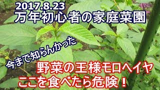 ［モロヘイヤの毒性］牛も中毒死 ! (;ﾟ〇ﾟ)