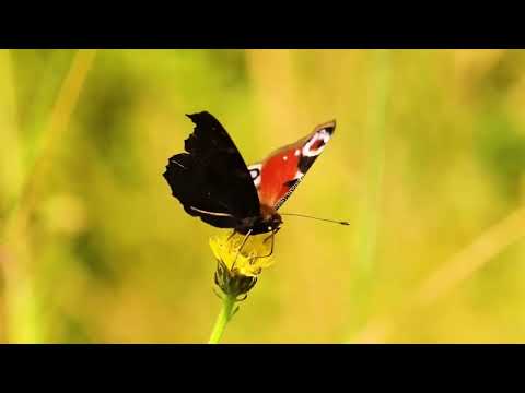 #butterfly#field#flowers#nature