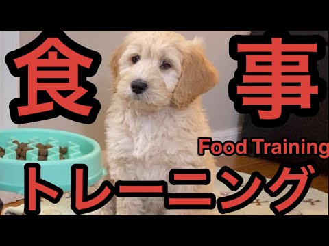 Food Training/子犬のしつけ食事トレーニング