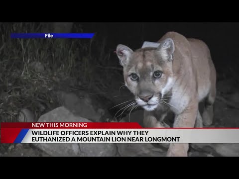 Mountain lion euthanized after killing 2 goats in Longmont