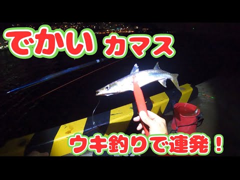 棒ウキ仕掛けのチョイ投げで、良型のカマスが連発した！