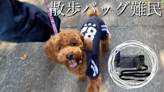 #32【トイプードル】子犬の散歩に最適な散歩バックを紹介